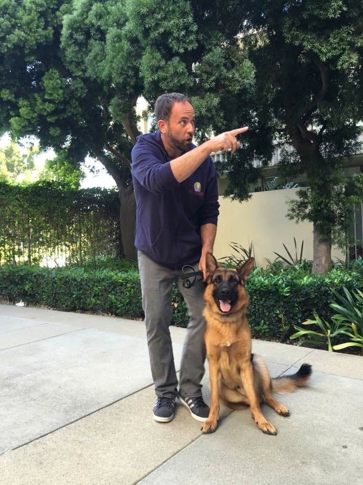Brett Endes directing a German Shepherd on a loose leash outdoors in Austin